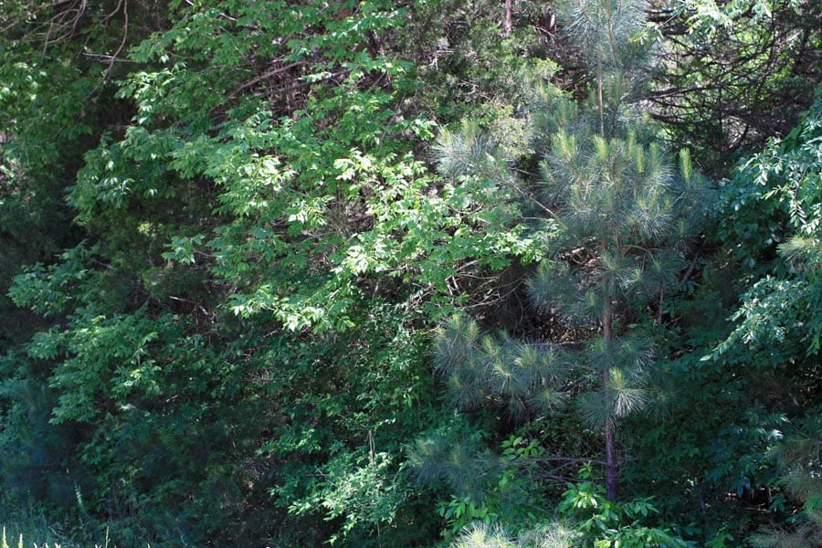 Hickory Hill Ranch Tract 5 photo 6