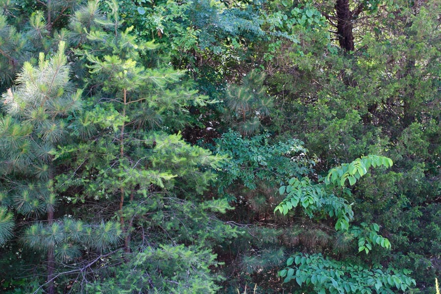 Hickory Hill Ranch Tract 5 photo 7