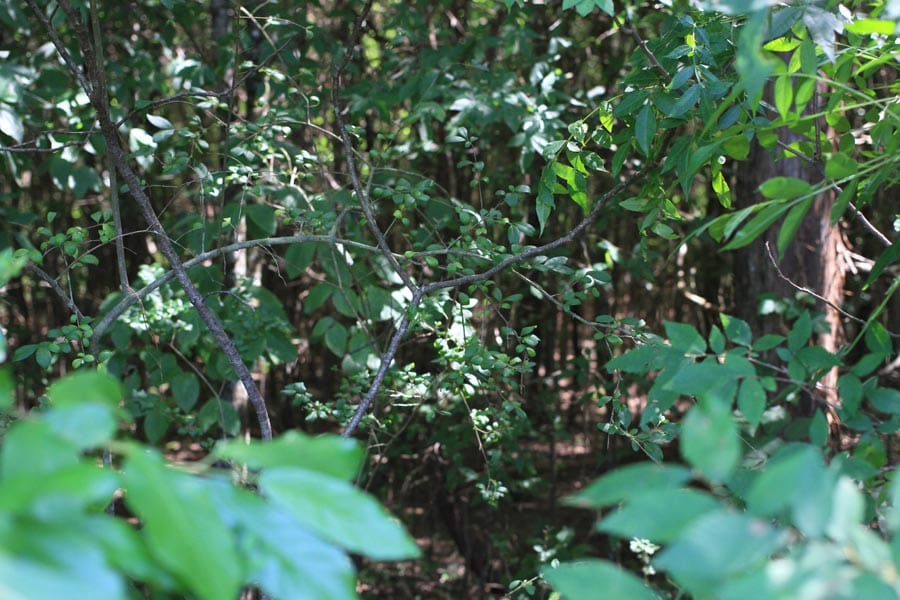 Hickory Hill Ranch Tract 5 photo 8