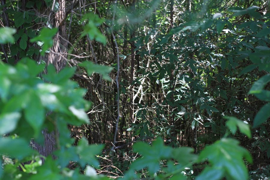 Hickory Hill Ranch Tract 5 photo 9