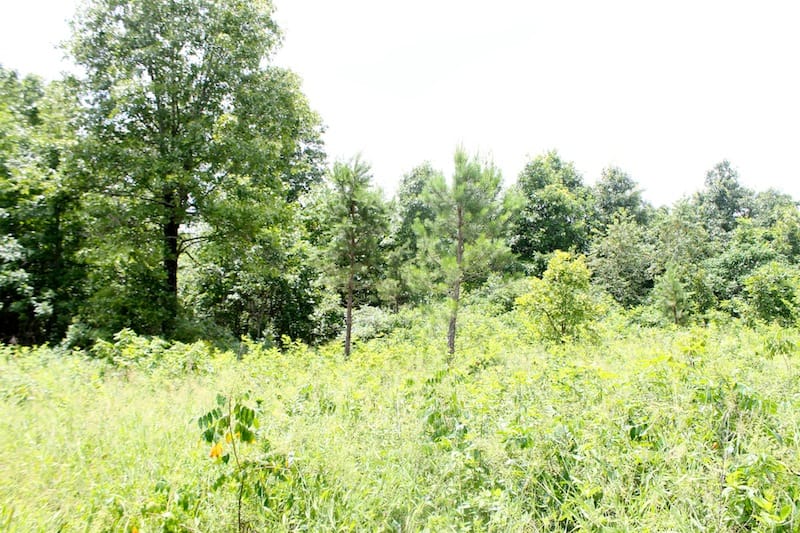 Green Mountain Ranch Tract 45 photo 2