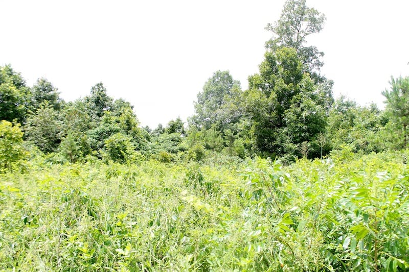 Green Mountain Ranch Tract 45 photo 3