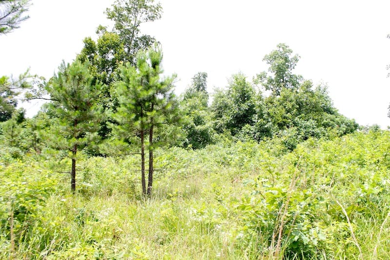Green Mountain Ranch Tract 45 photo 4