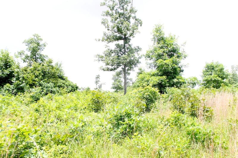Green Mountain Ranch Tract 45 photo 5