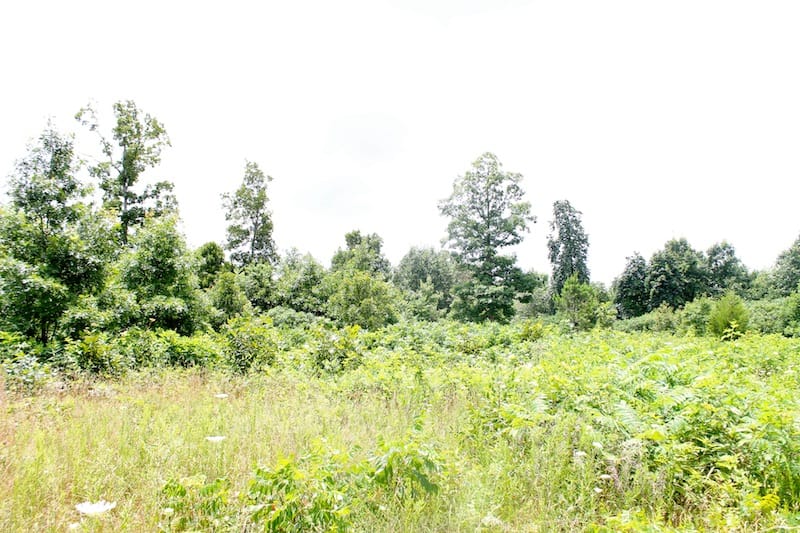 Green Mountain Ranch Tract 45 photo 6