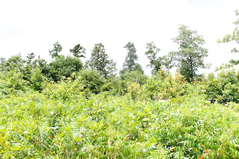 Green Mountain Ranch Tract 45 photo 8