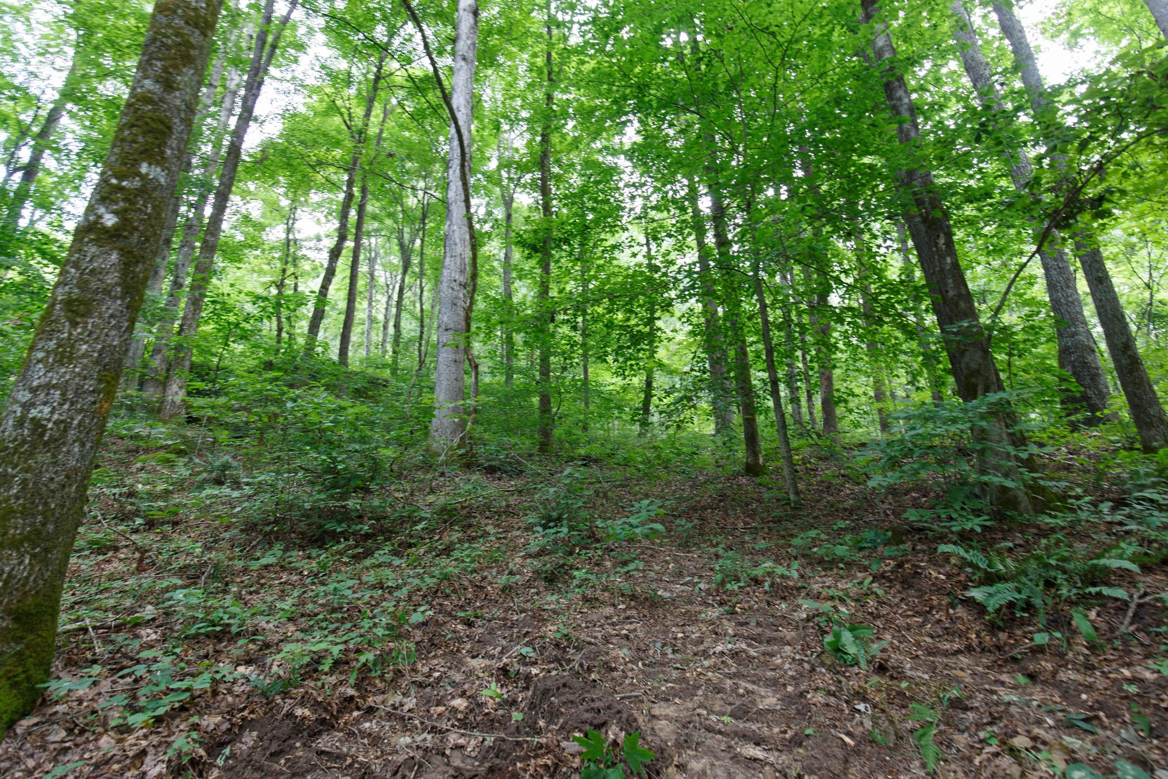 Rolling Hills Tract 12 photo 4