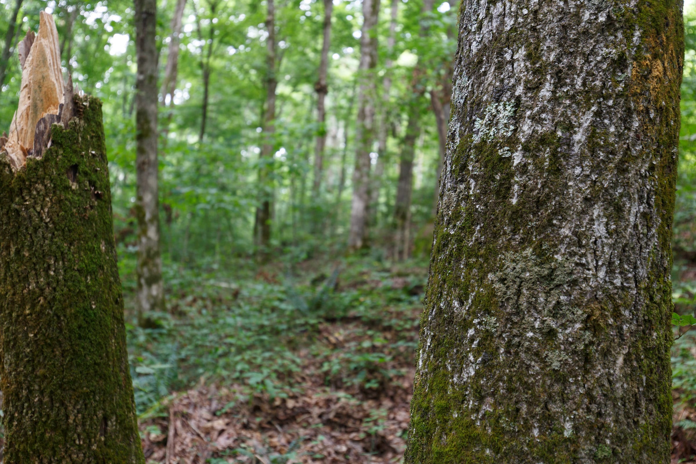 Rolling Hills Tract 12 photo 6