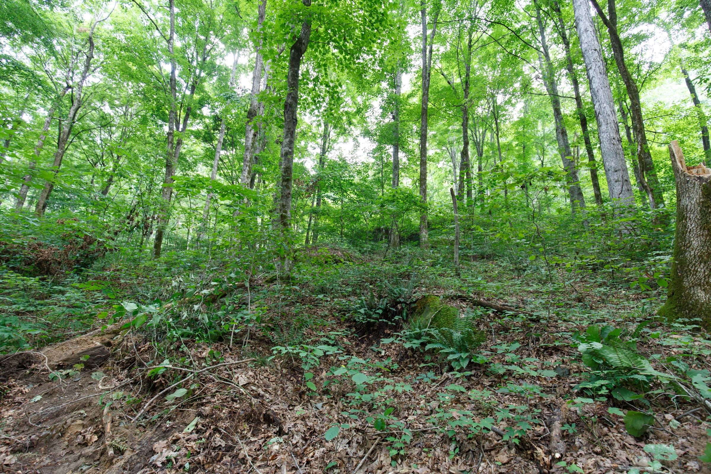 Rolling Hills Tract 12 photo 7