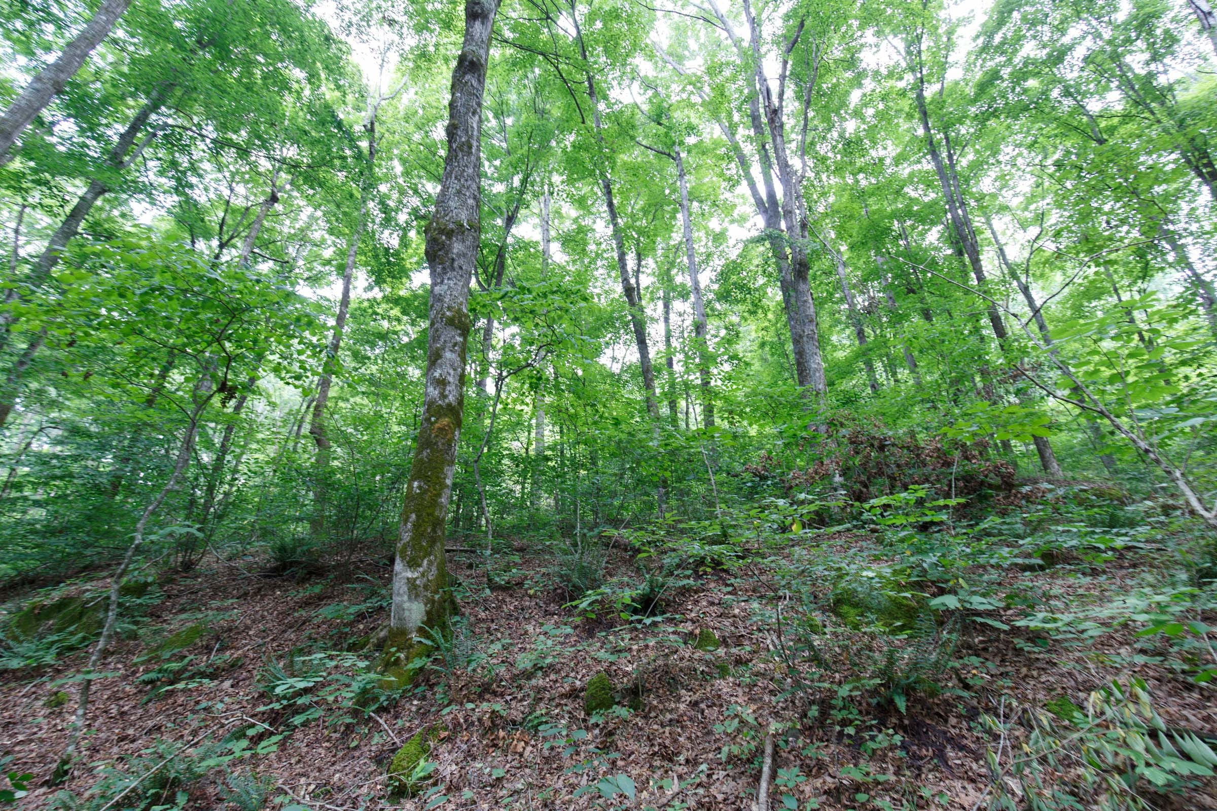 Rolling Hills Tract 12 photo 9