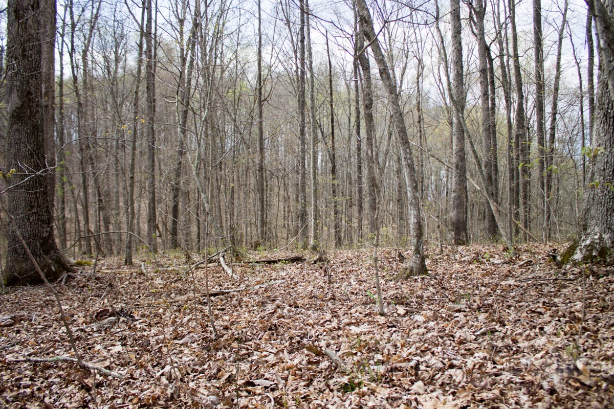 Chestnut Oak Ridge Tract 5 photo 5