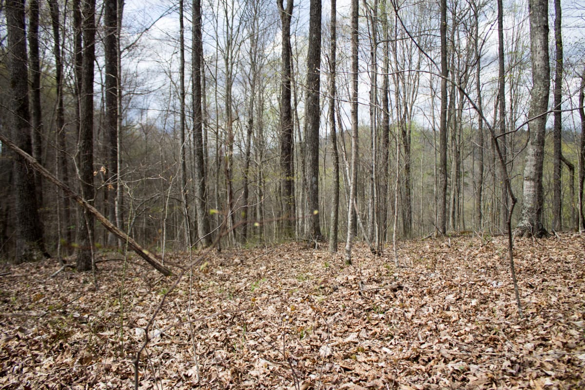 Chestnut Oak Ridge Tract 5 photo 6