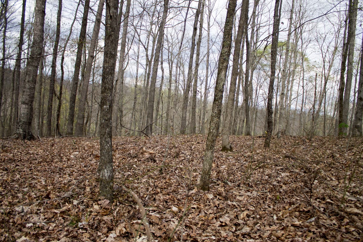 Chestnut Oak Ridge Tract 5 photo 7