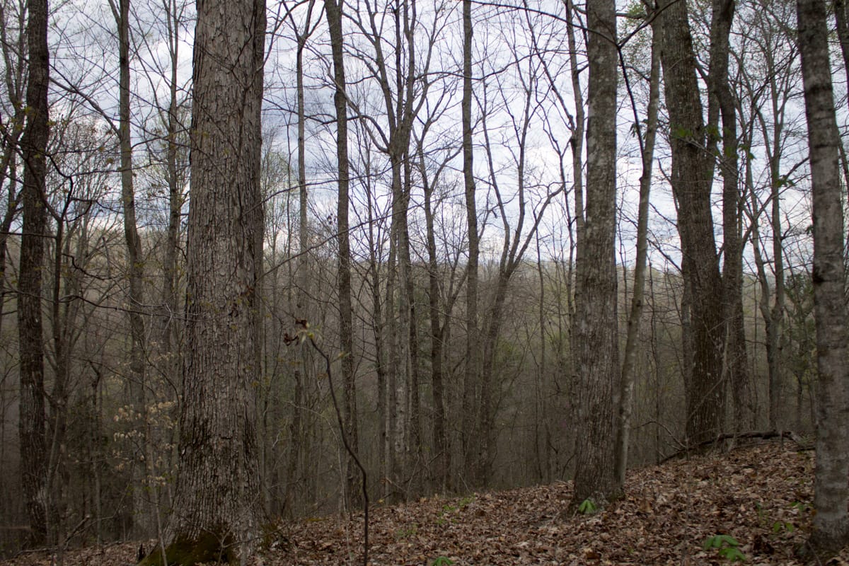 Chestnut Oak Ridge Tract 5 photo 9