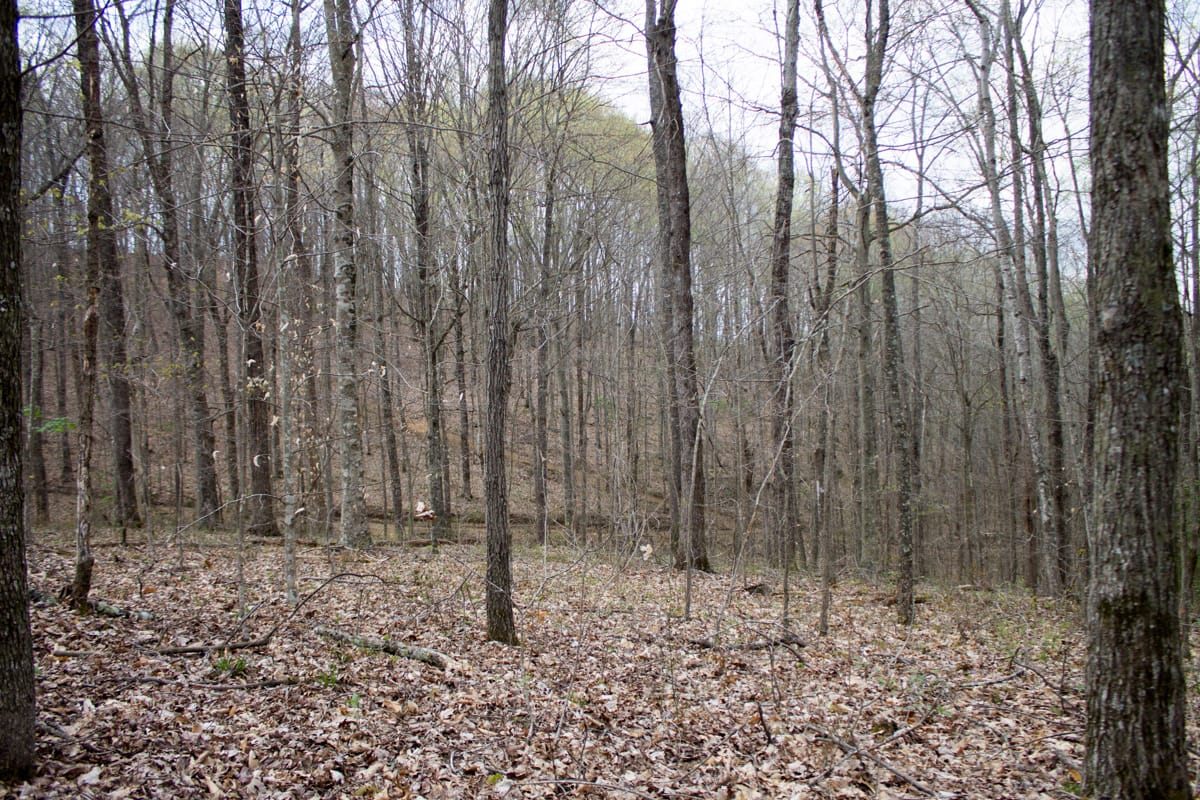 Chestnut Oak Ridge Tract 5 photo 11