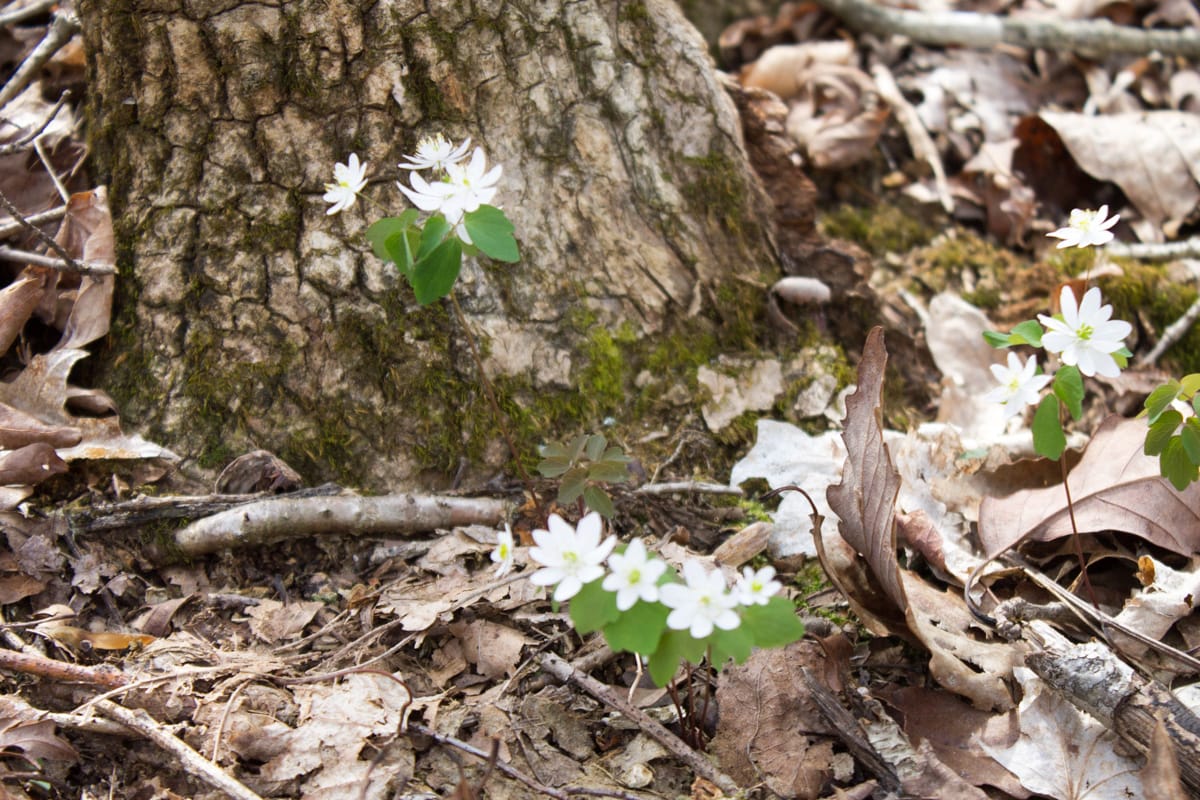 Chestnut Oak Ridge Tract 5 photo 13