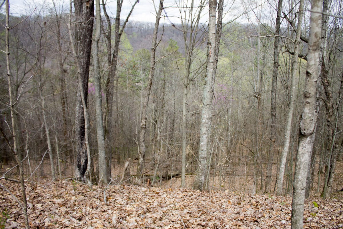 Chestnut Oak Ridge Tract 5 photo 14