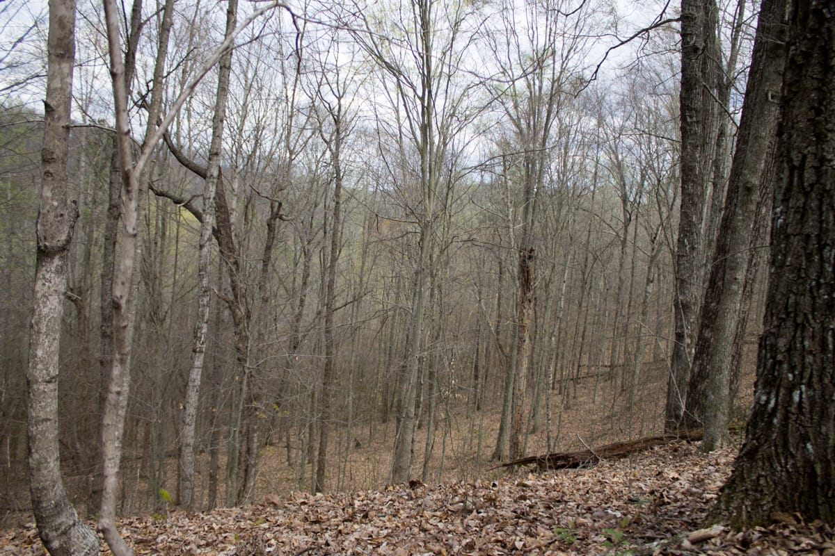 Chestnut Oak Ridge Tract 5 photo 15
