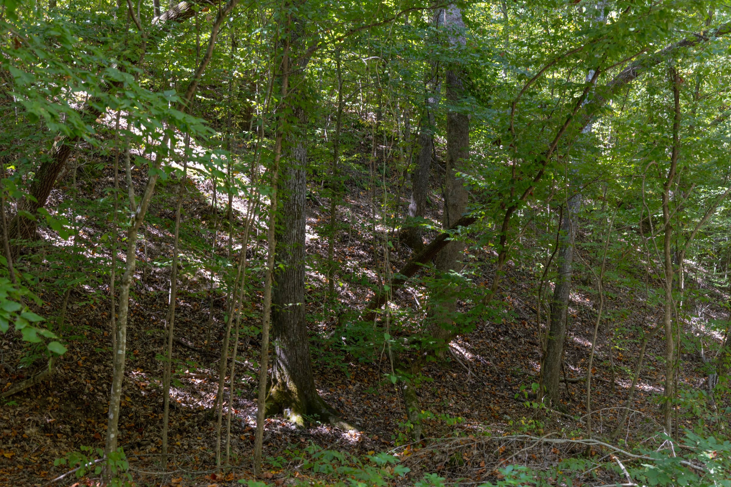 Big White Oak Tract 27 photo 8