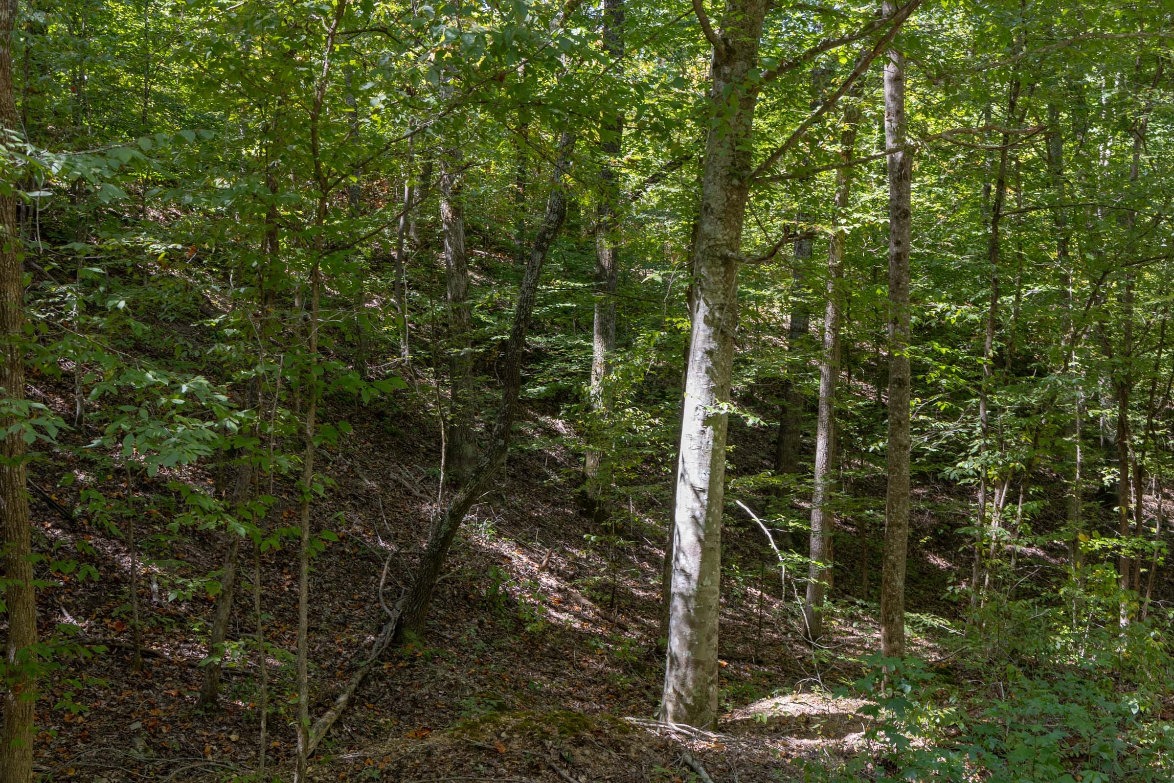 Big White Oak Tract 27 photo 7