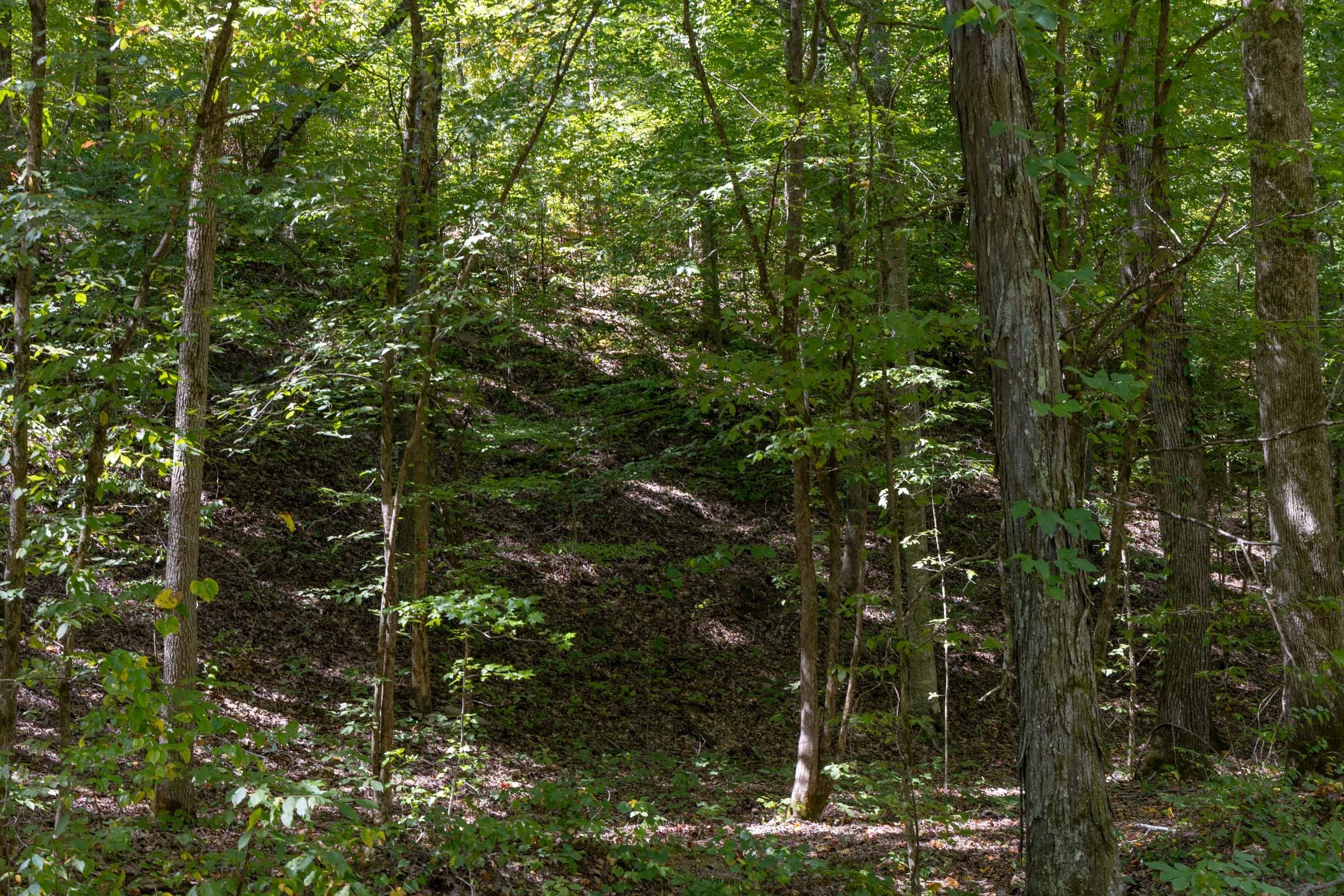 Big White Oak Tract 27 photo 5
