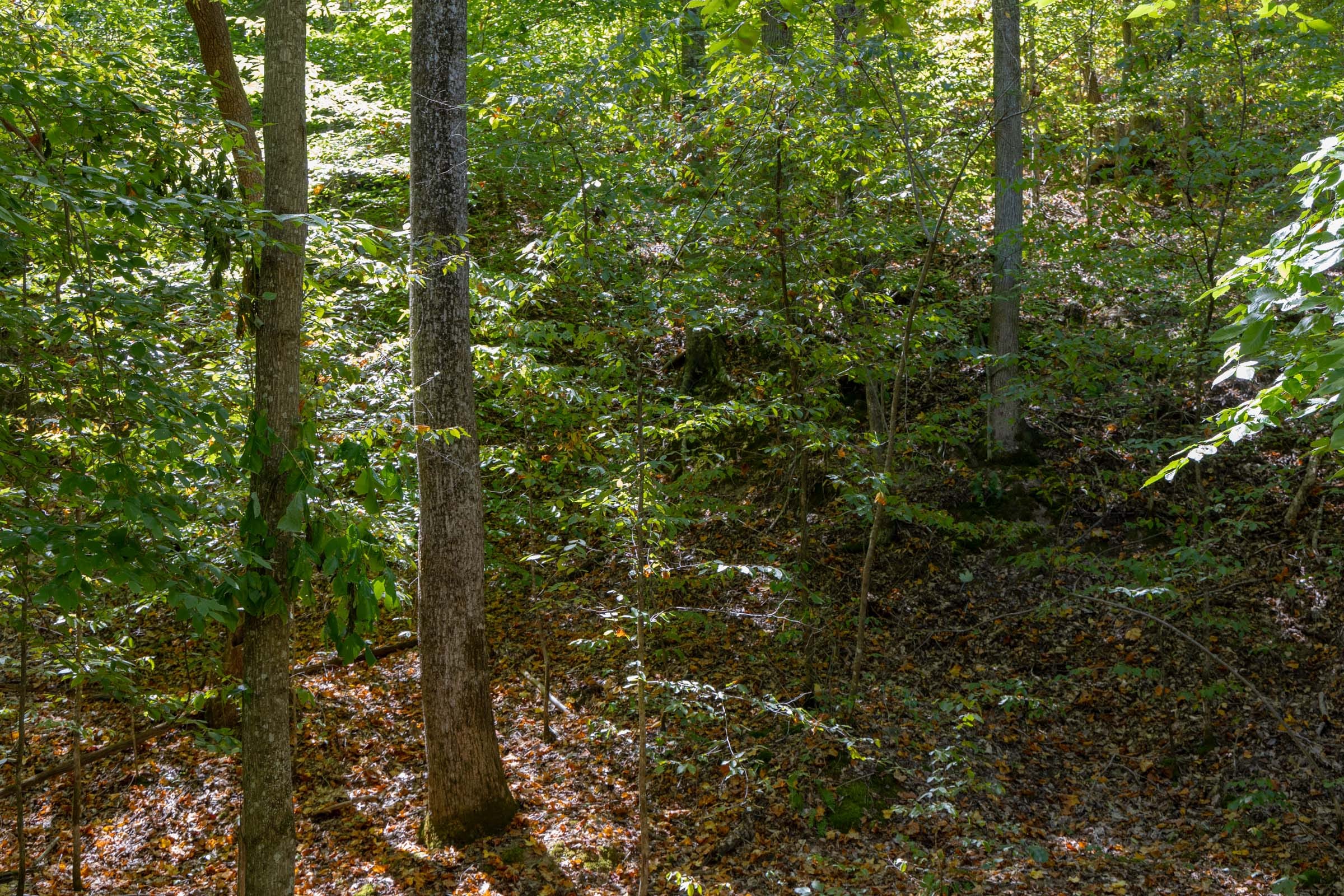 Big White Oak Tract 27 photo 4
