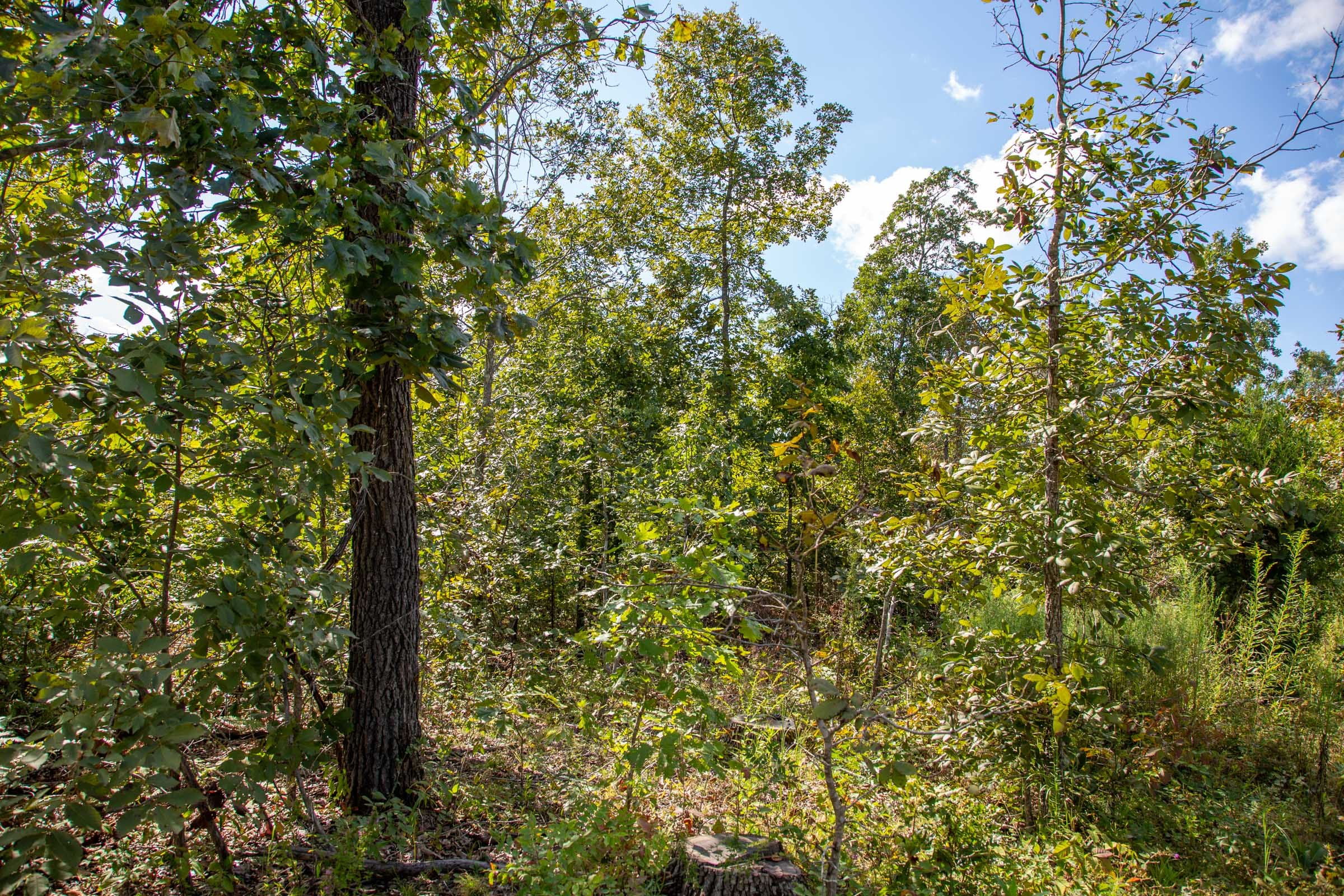 Borgmann’s Hollow Phase II Tract 61 photo 2