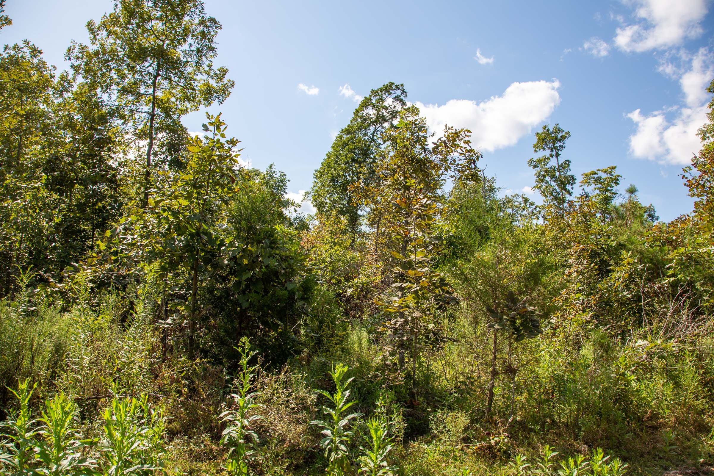 Borgmann’s Hollow Phase II Tract 61 photo 3