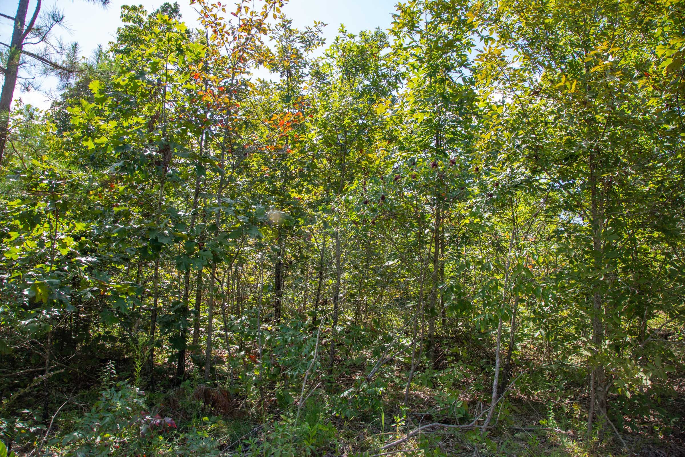 Borgmann’s Hollow Phase II Tract 61 photo 4