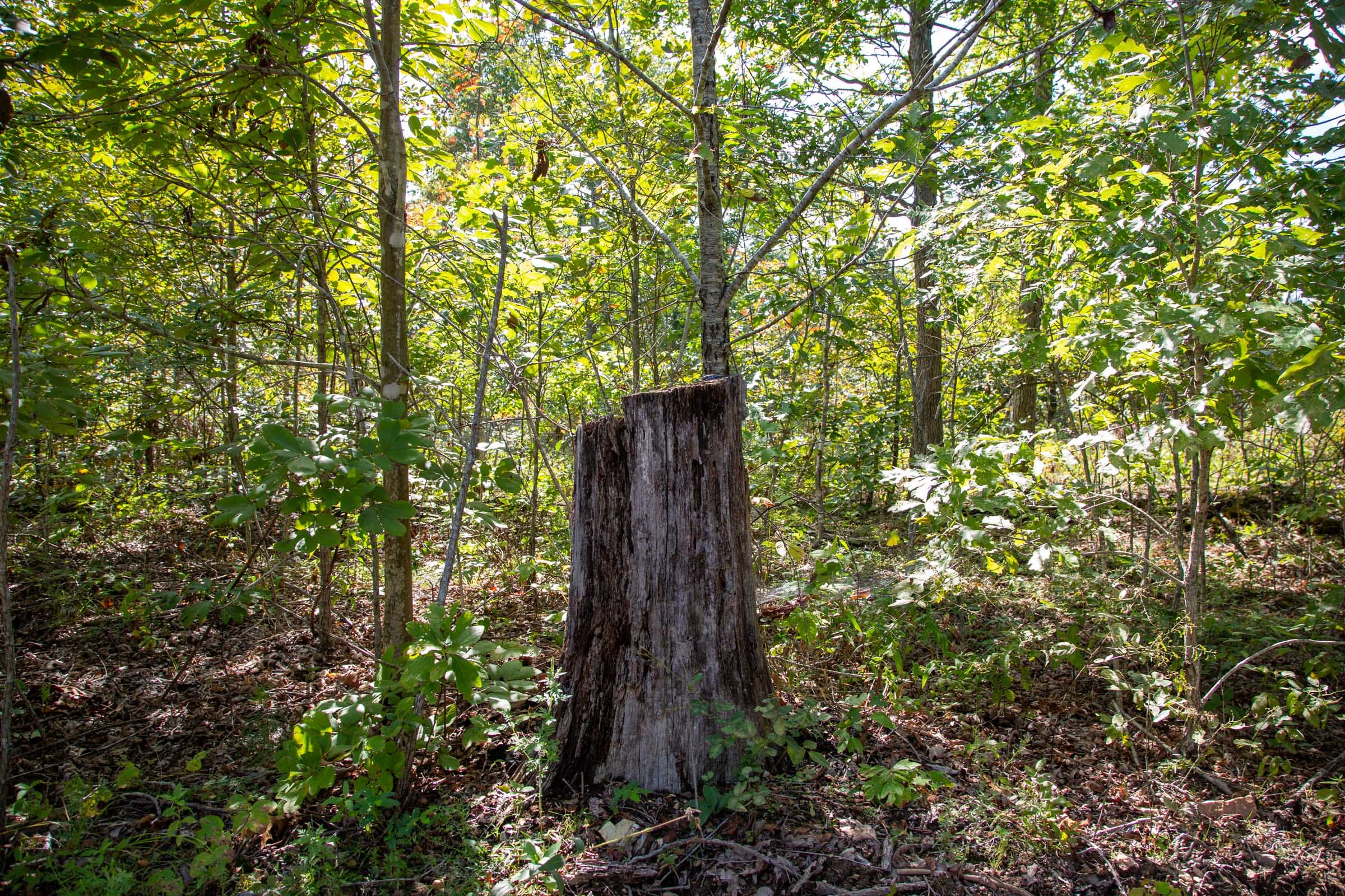 Borgmann’s Hollow Phase II Tract 61 photo 5