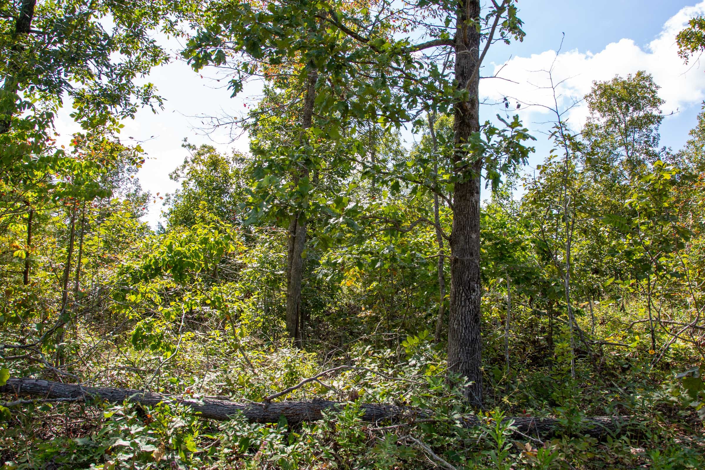 Borgmann’s Hollow Phase II Tract 61 photo 6