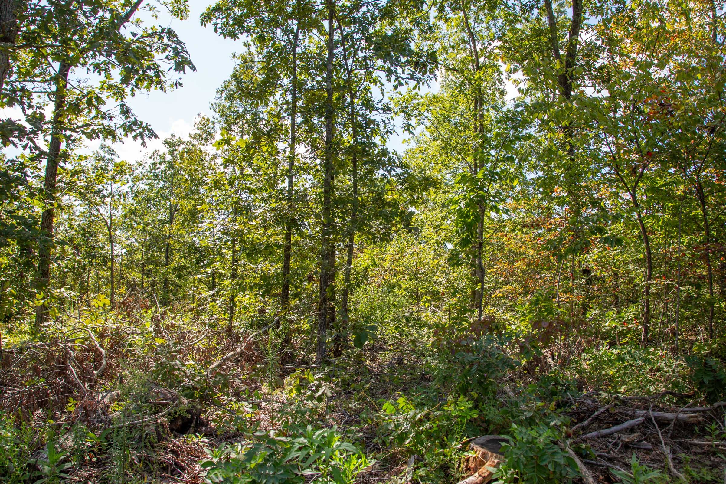 Borgmann’s Hollow Phase II Tract 61 photo 7