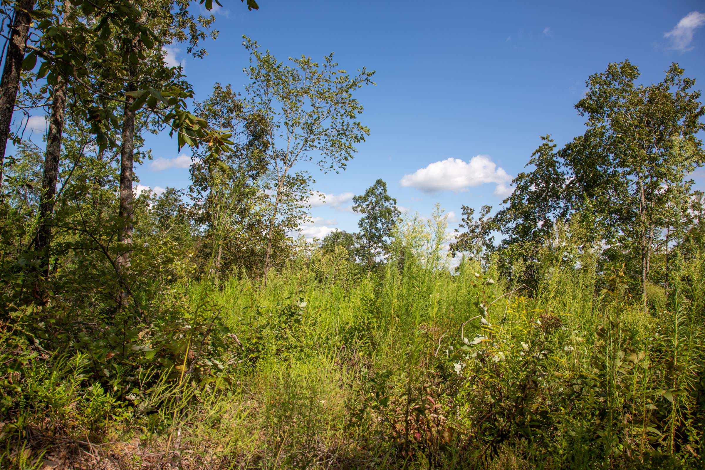 Borgmann’s Hollow Phase II Tract 61 photo 9