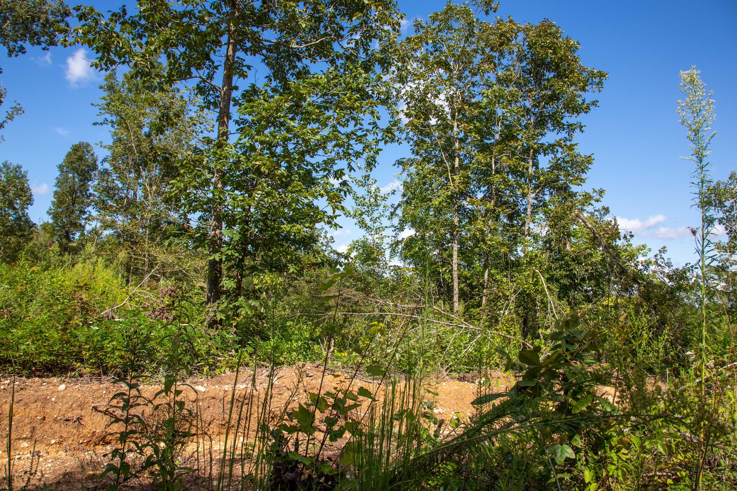 Borgmann’s Hollow Phase II Tract 61 photo 12