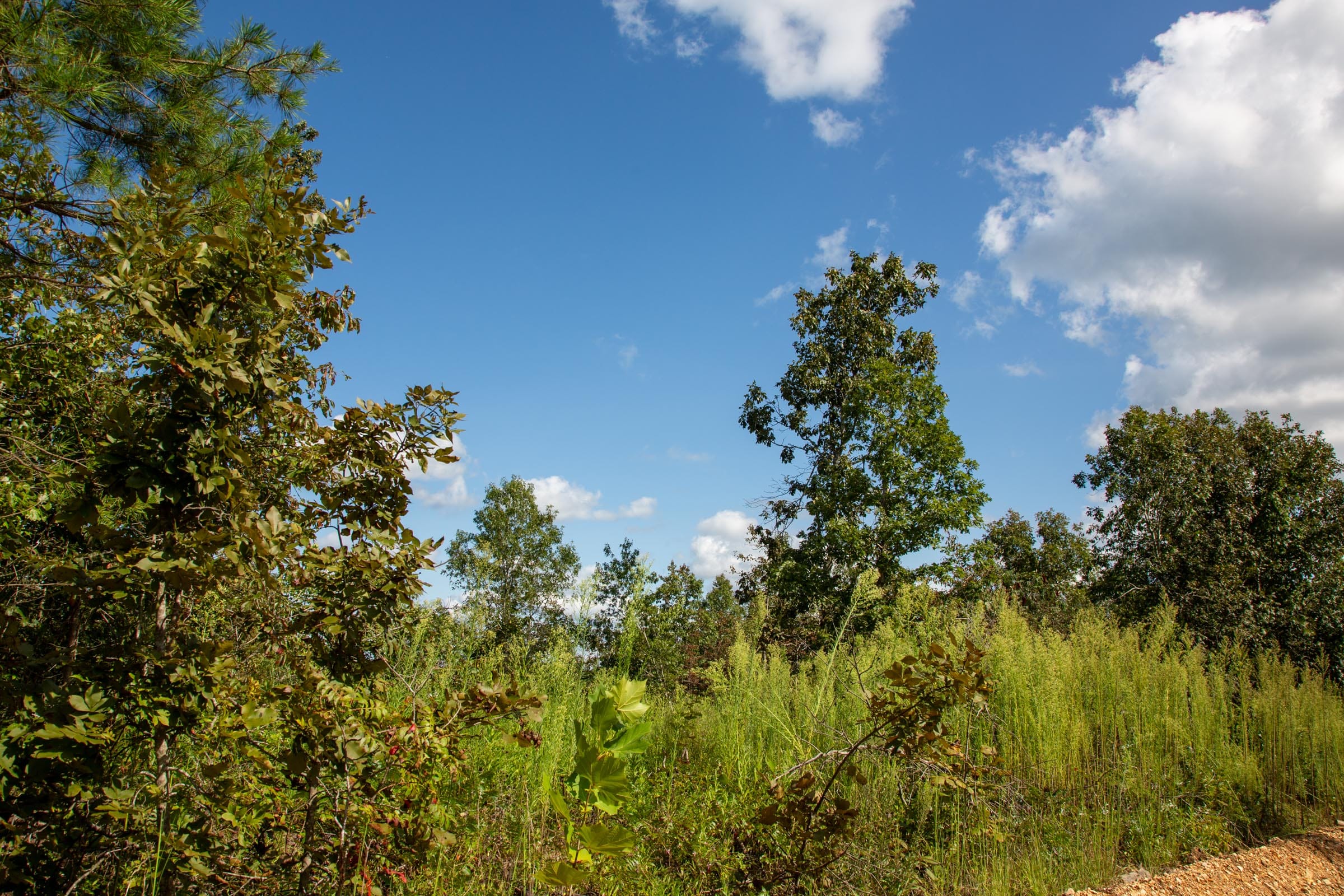 Borgmann’s Hollow Phase II Tract 61 photo 13
