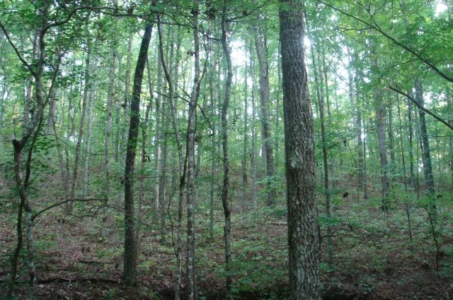 Sugartree Falls Tract 17 photo 3