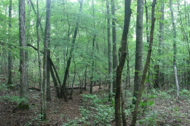 Sugartree Falls Tract 17 photo 4