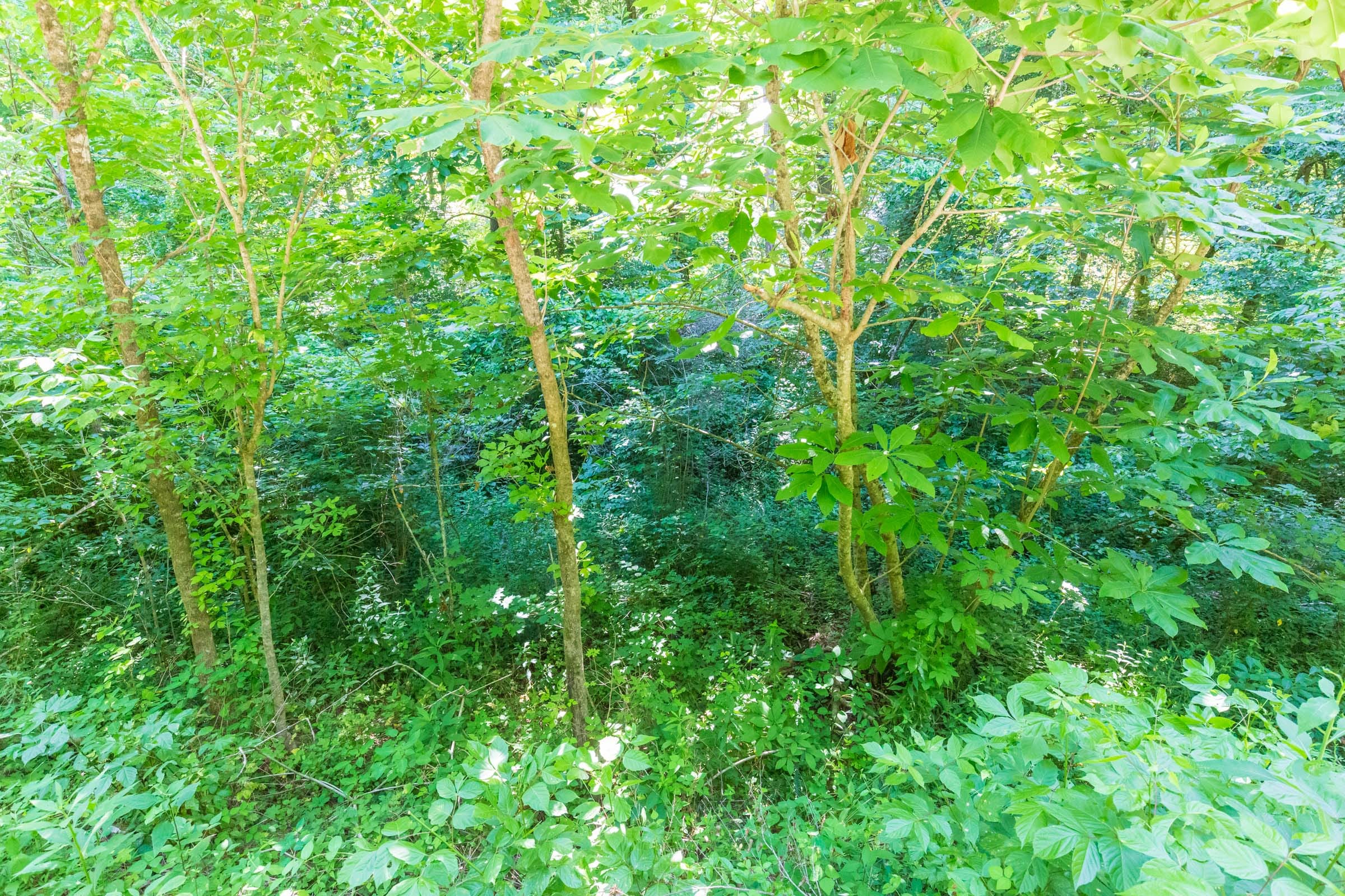 River’s Edge Tract 4 photo 6