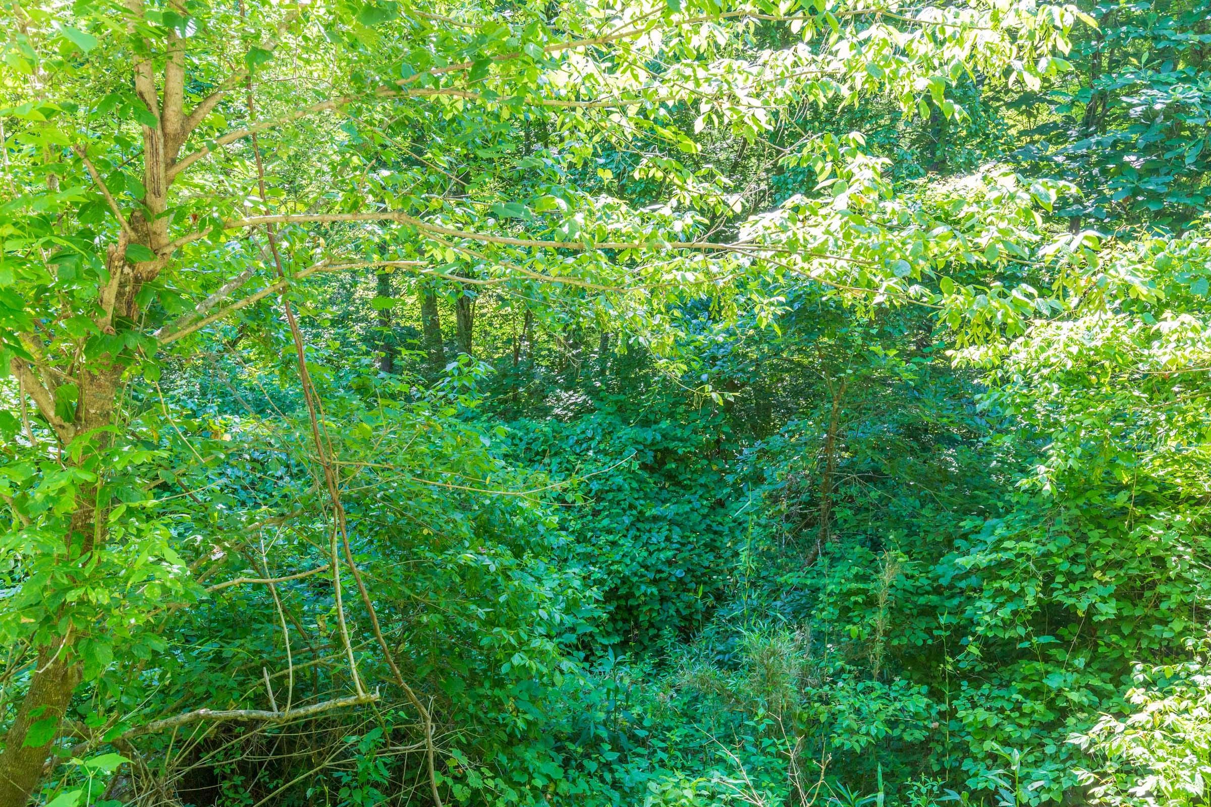 River’s Edge Tract 4 photo 7