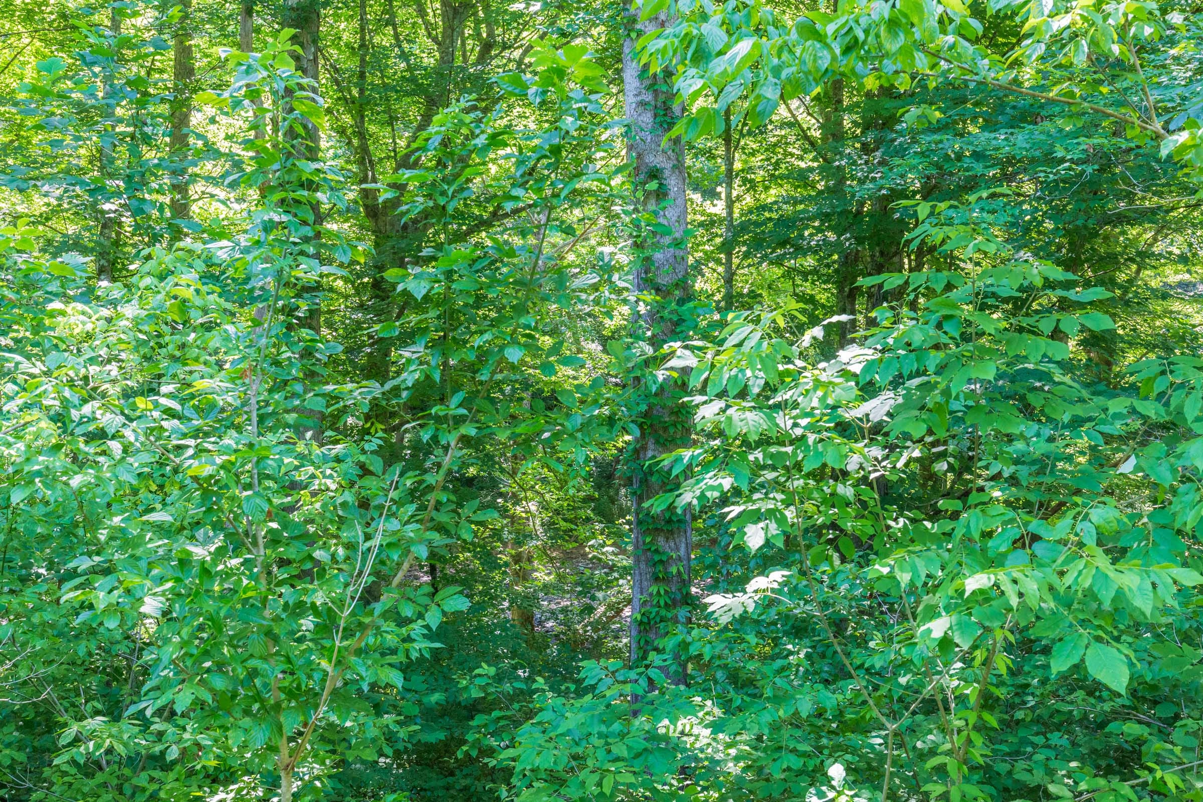 River’s Edge Tract 4 photo 8