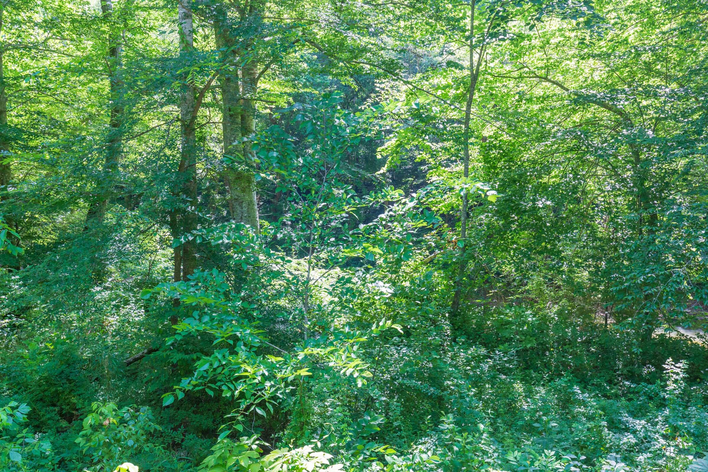 River’s Edge Tract 4 photo 12