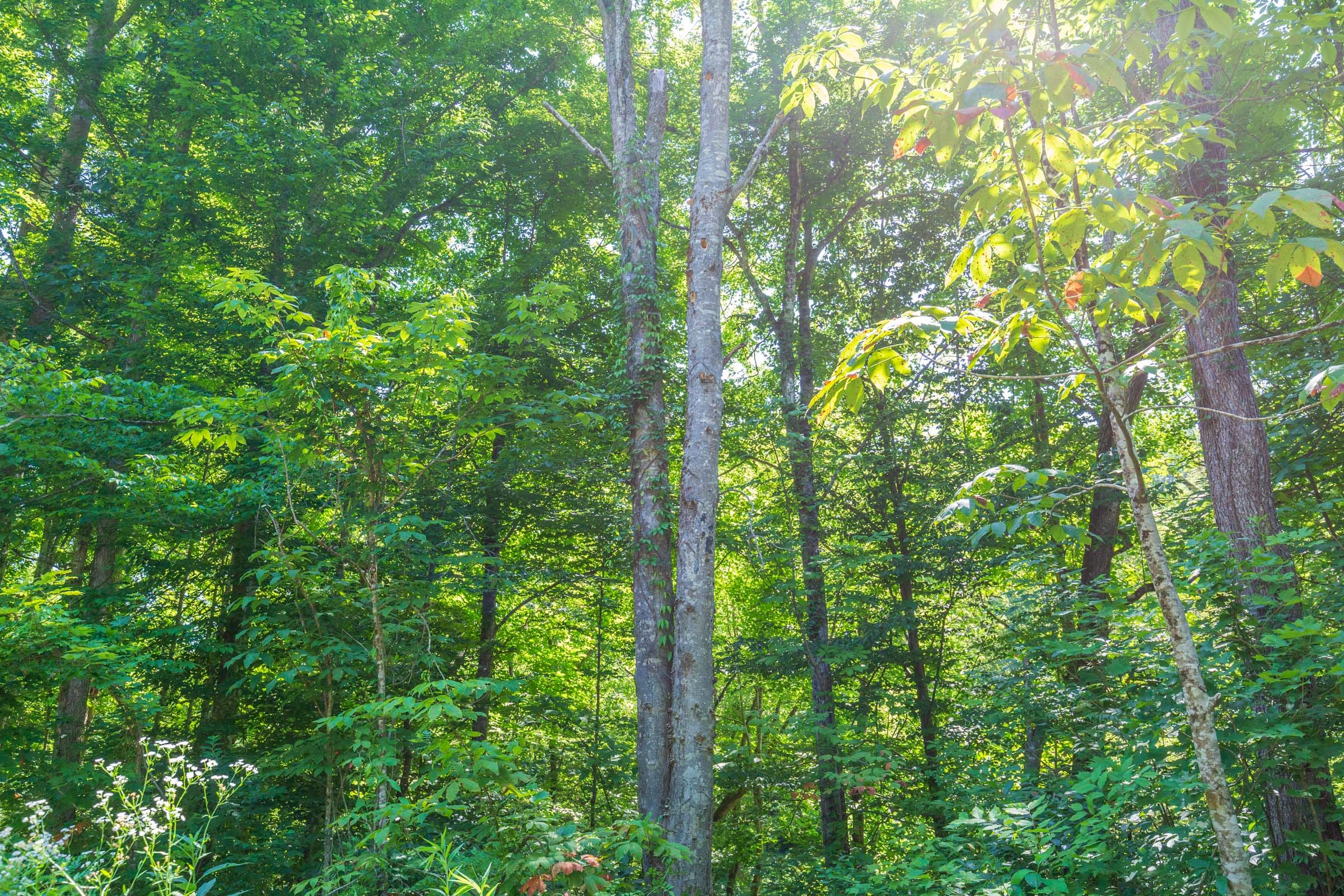 River’s Edge Tract 4 photo 13
