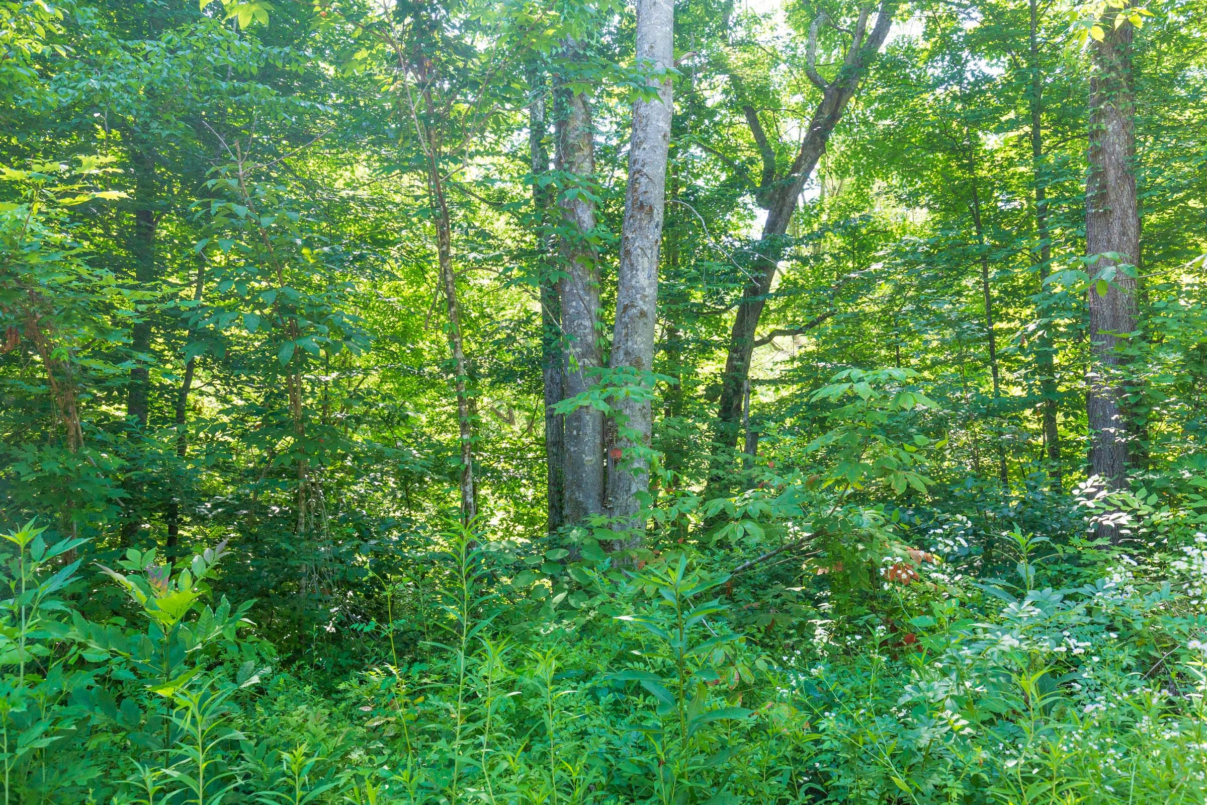 River’s Edge Tract 4 photo 14
