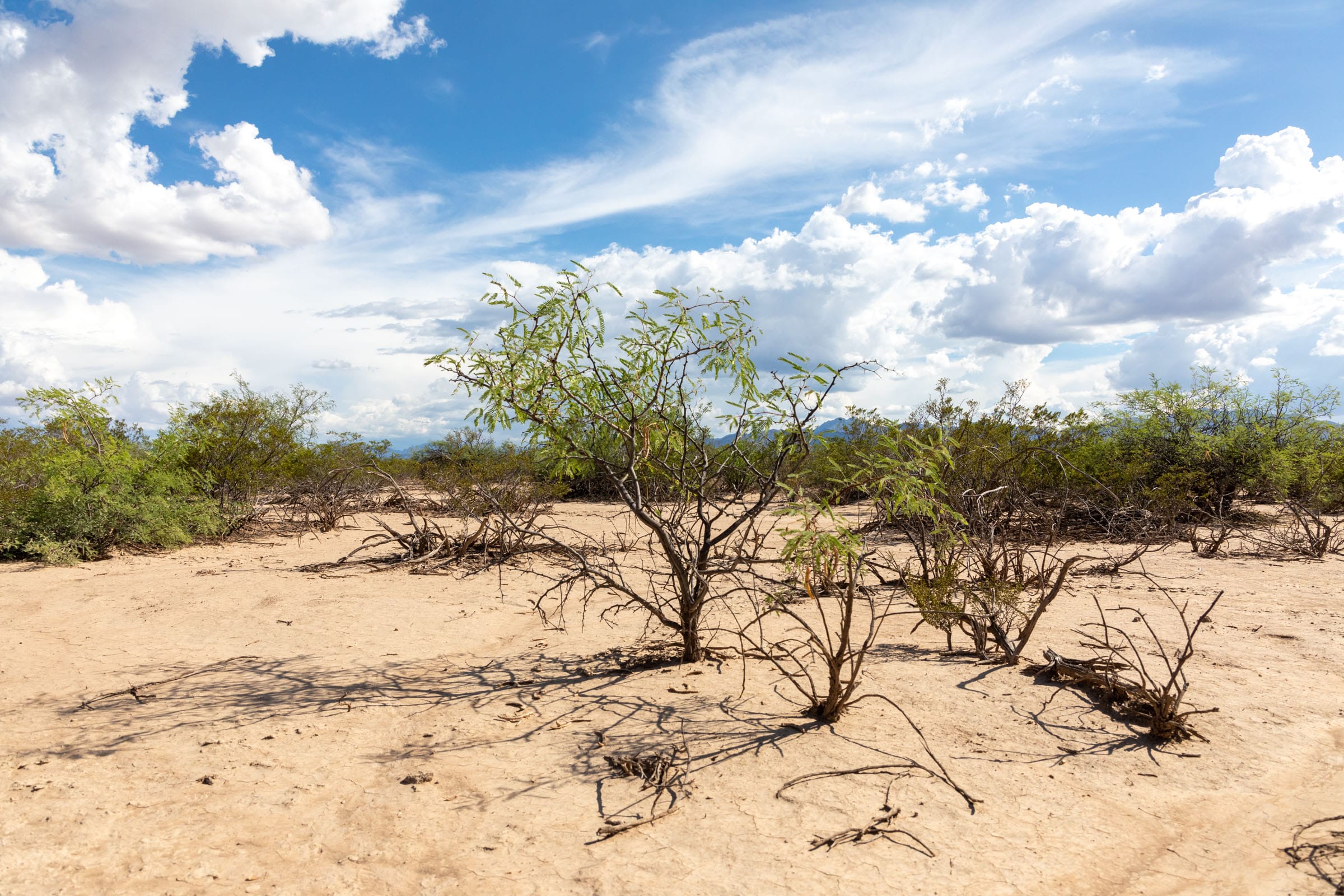 Horizon’s Edge Tract 5 photo 6