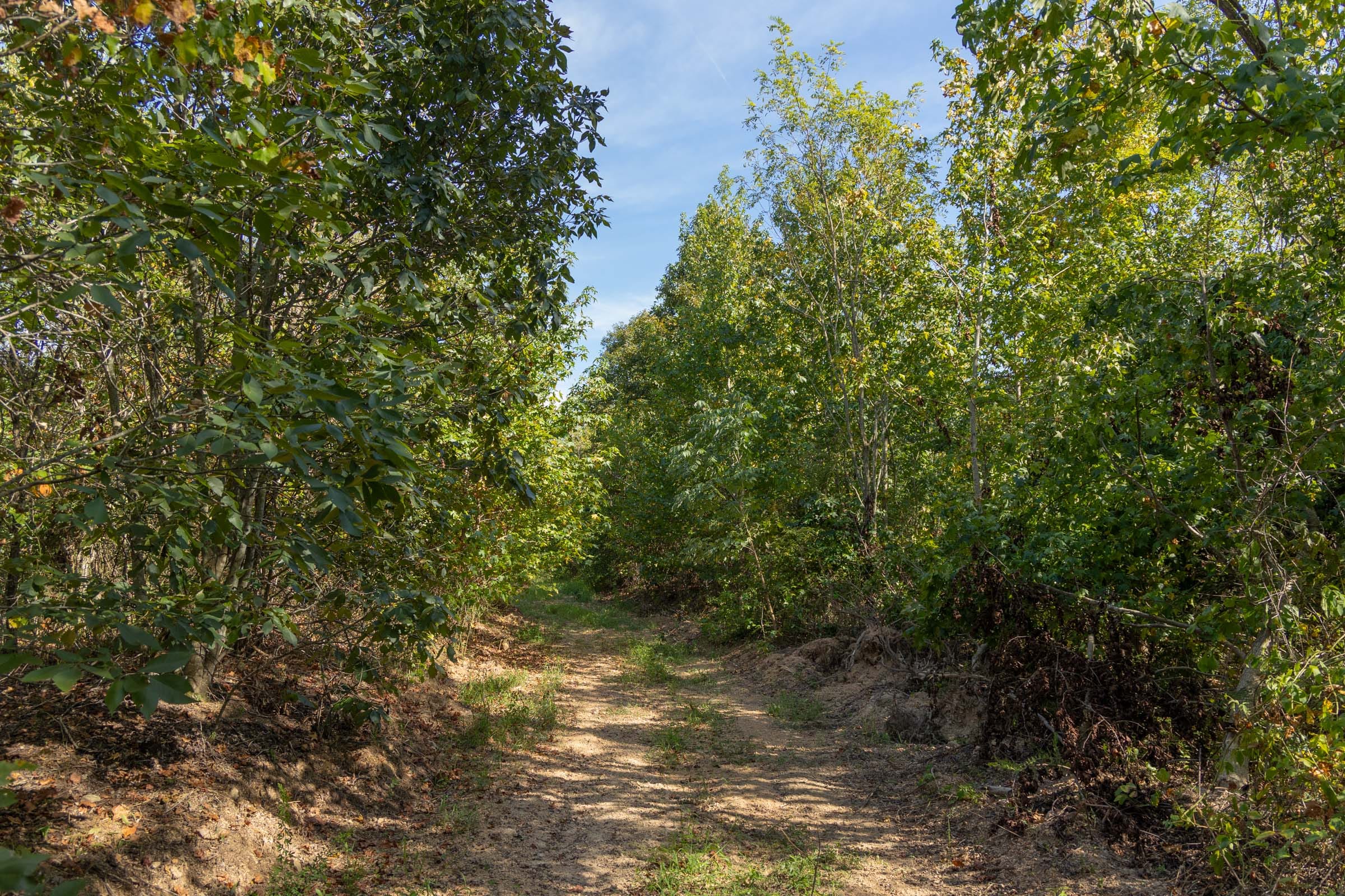 Big White Oak Tract 130 photo 8