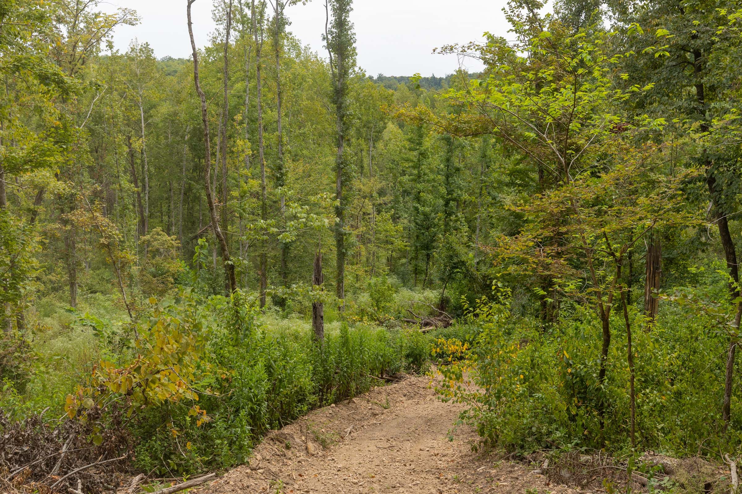Big White Oak Tract 130 photo 7