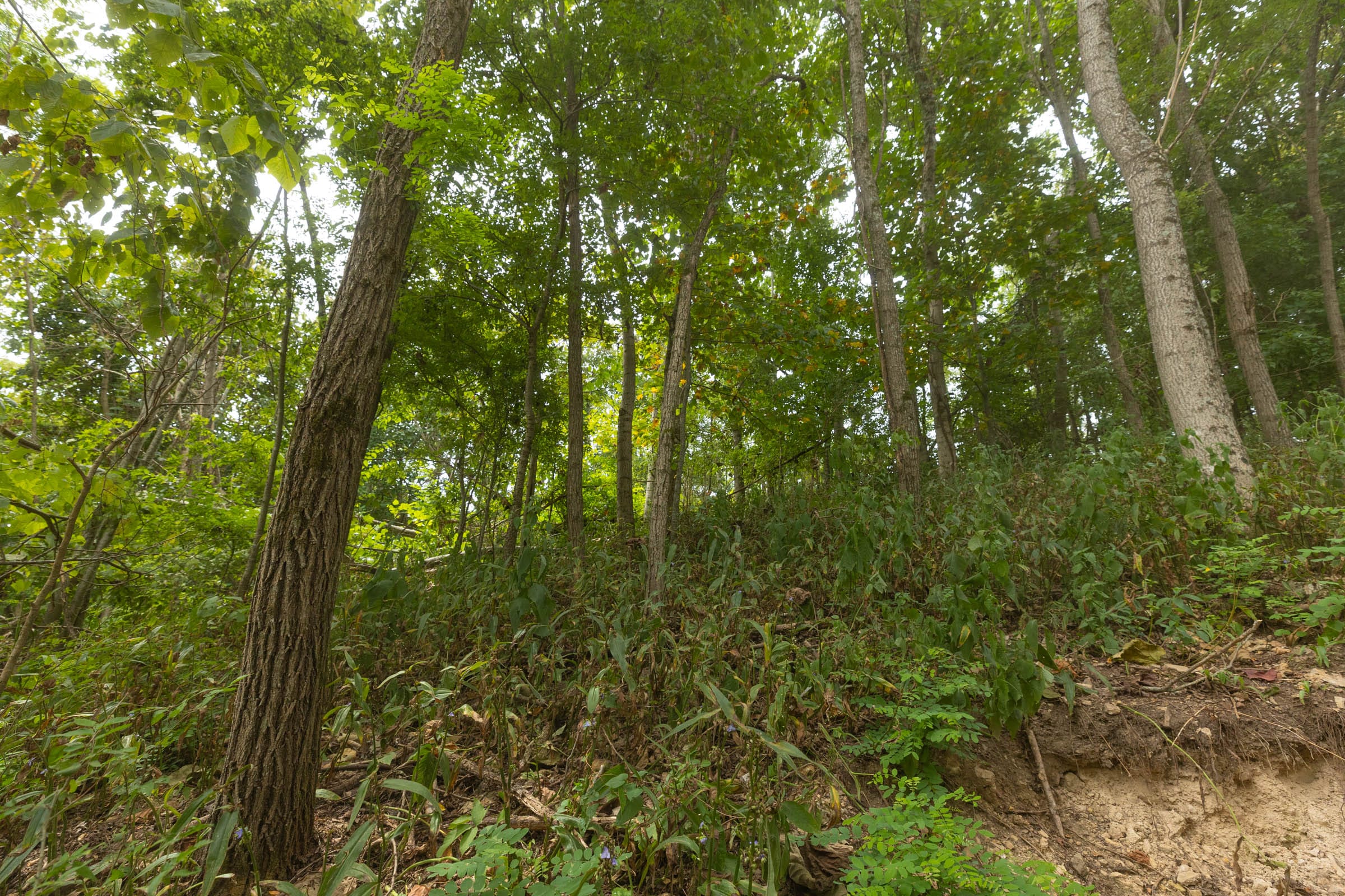 Big White Oak Tract 130 photo 6