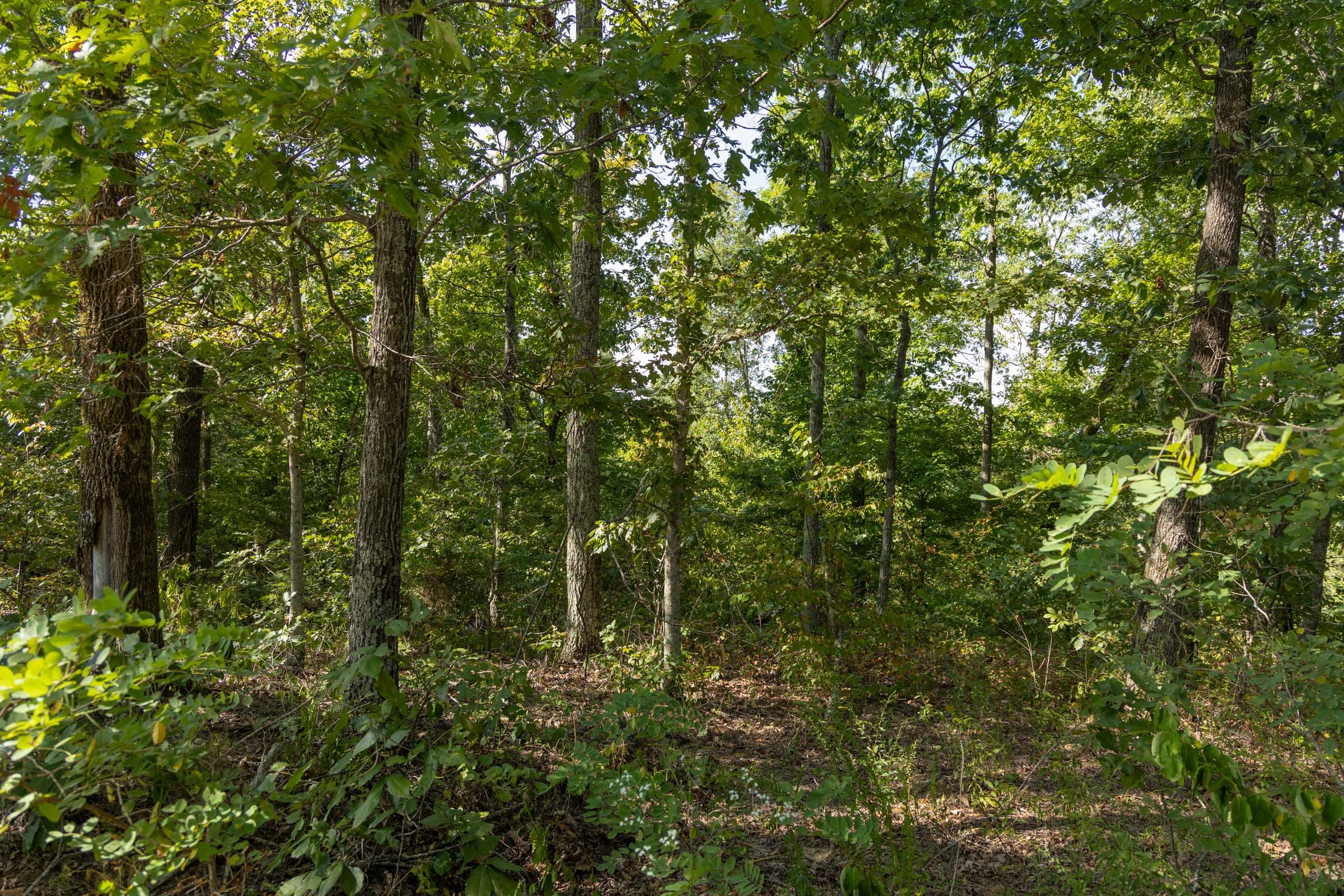 Big White Oak Tract 130 photo 5