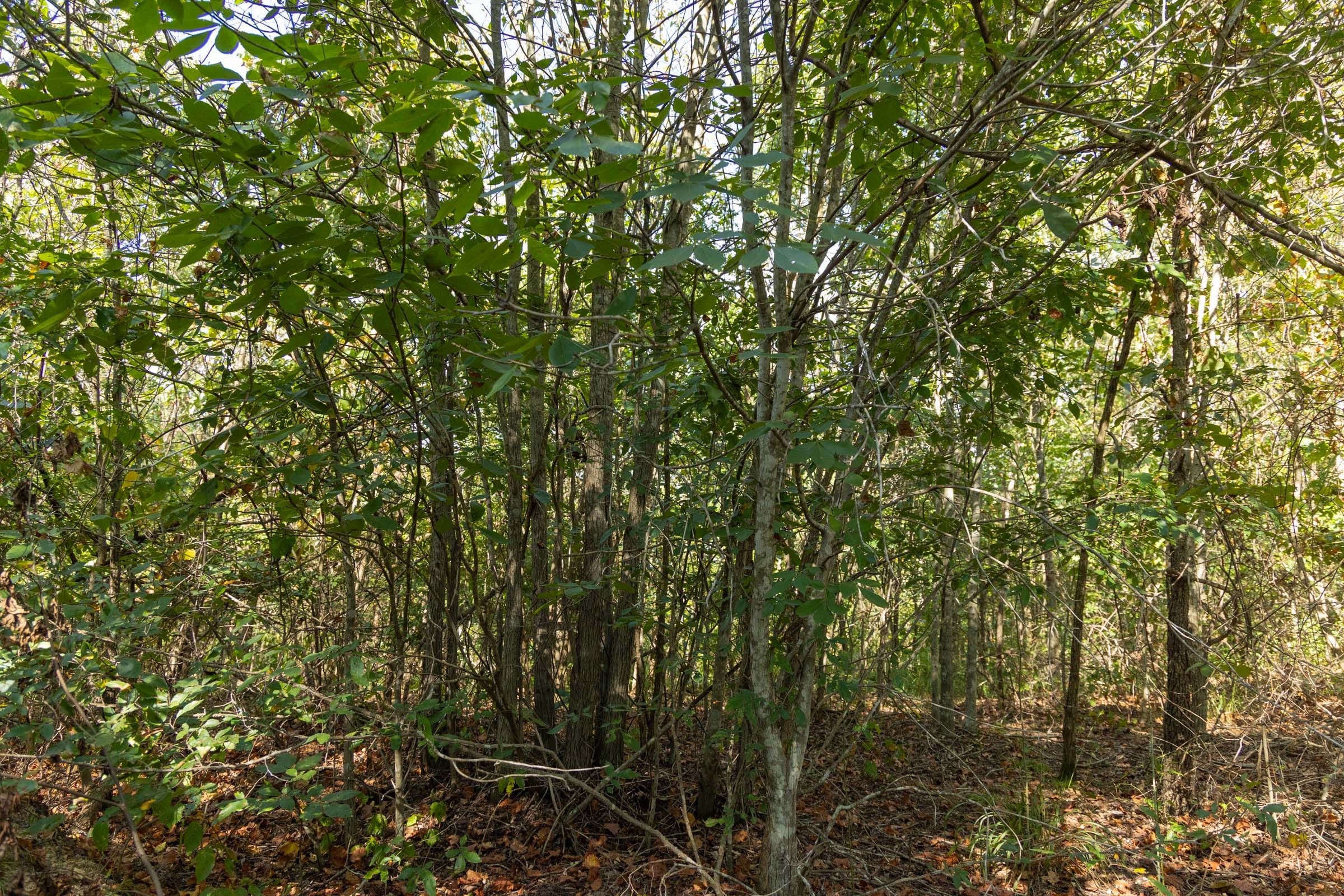 Big White Oak Tract 130 photo 2