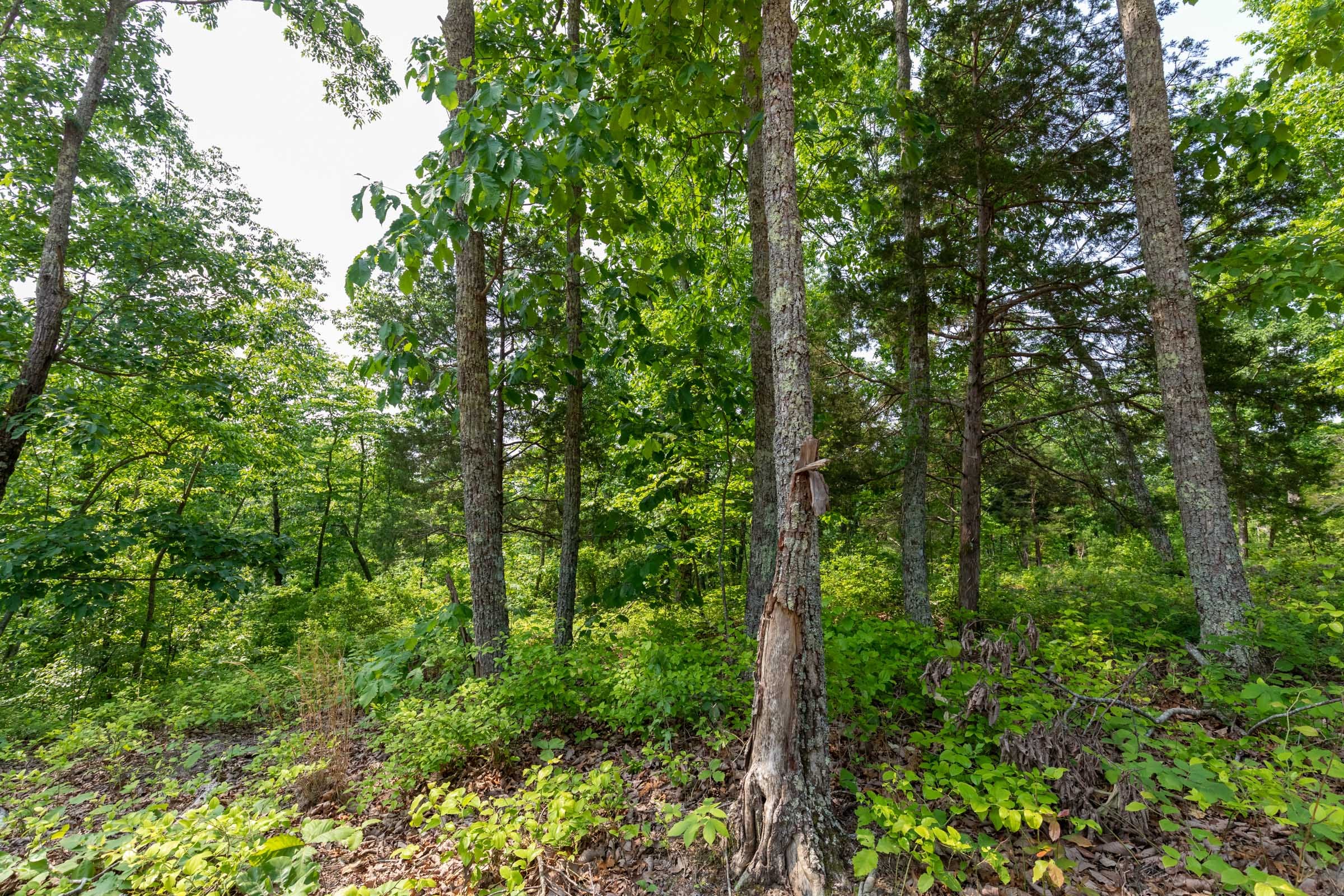 Cedar Creek Tract 4 photo 2
